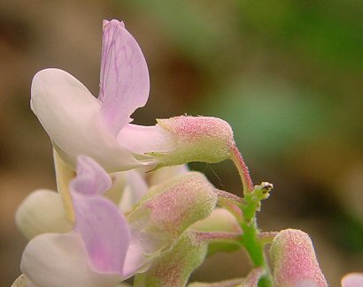 Lathyrus_venosus_calyx.jpg