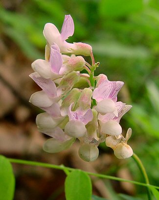 Lathyrus_venosus_flowers.jpg