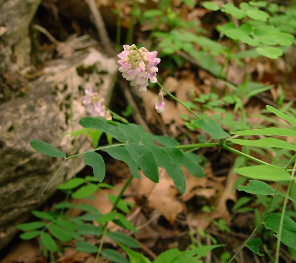 Lathyrus_venosus_plant.jpg