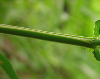 Lathyrus_venosus_stem.jpg