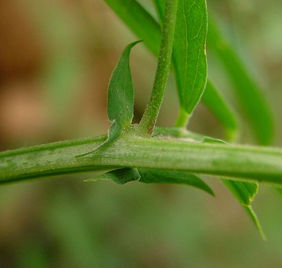 Lathyrus_venosus_stipule.jpg