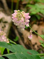 Lathyrus venosus thumbnail