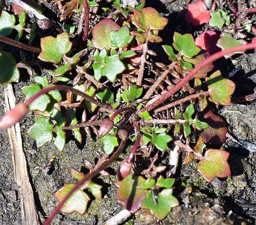 Leavenworthia_uniflora_basals.jpg