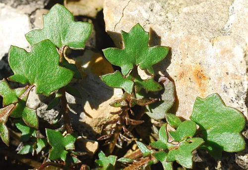 Leavenworthia_uniflora_basals2.jpg