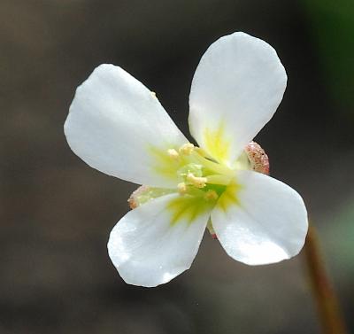 Leavenworthia_uniflora_corolla.jpg