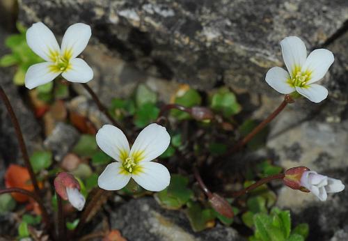 Leavenworthia_uniflora_corollas.jpg