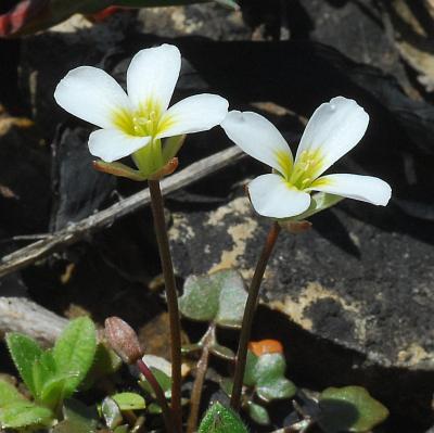 Leavenworthia_uniflora_flowers.jpg