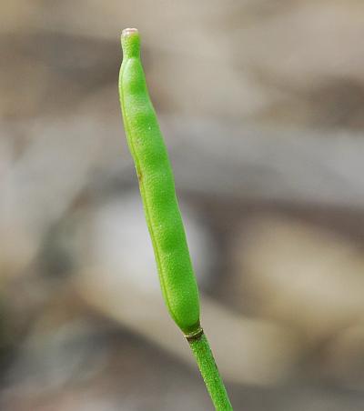 Leavenworthia_uniflora_fruit.jpg