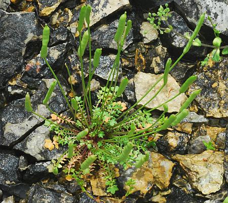 Leavenworthia_uniflora_fruits1.jpg