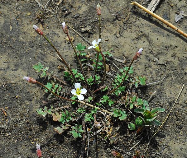 Leavenworthia_uniflora_plant.jpg