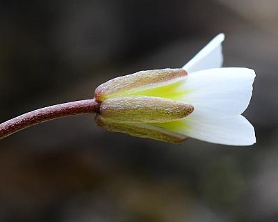 Leavenworthia_uniflora_sepals.jpg