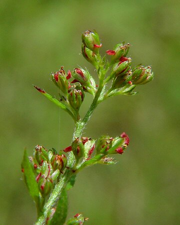 Lechea_mucronata_flowers.jpg