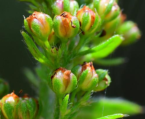 Lechea_mucronata_flowers1.jpg