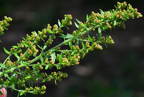 Lechea_mucronata_inflorescence.jpg