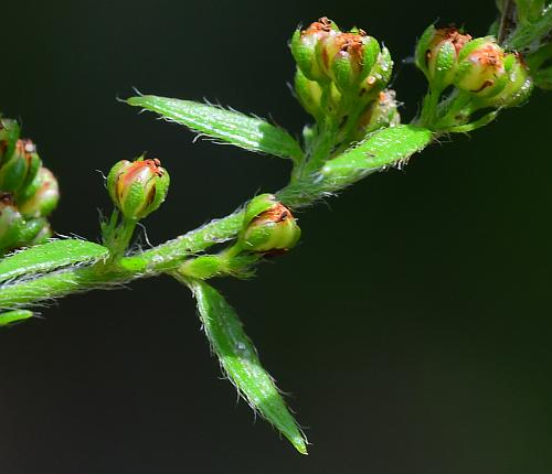 Lechea_mucronata_inflorescence2.jpg