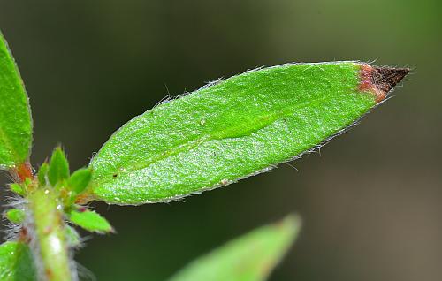 Lechea_mucronata_leaf1.jpg