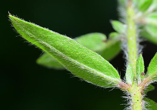 Lechea_mucronata_leaf2.jpg