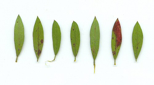 Lechea_mucronata_leaves.jpg