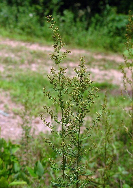 Lechea_mucronata_plant.jpg