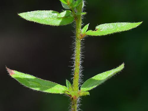 Lechea_mucronata_stem.jpg