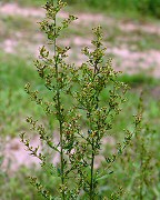 Lechea mucronata thumbnail