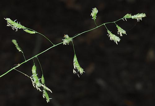 Leersia_lenticularis_inflorescence1.jpg