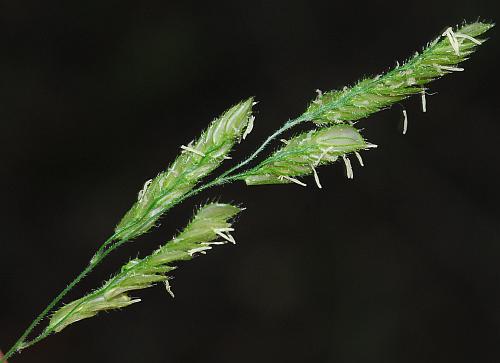 Leersia_lenticularis_inflorescence2.jpg