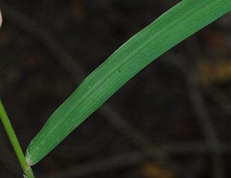 Leersia_lenticularis_leaf1.jpg