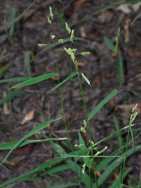 Leersia_lenticularis_plant.jpg