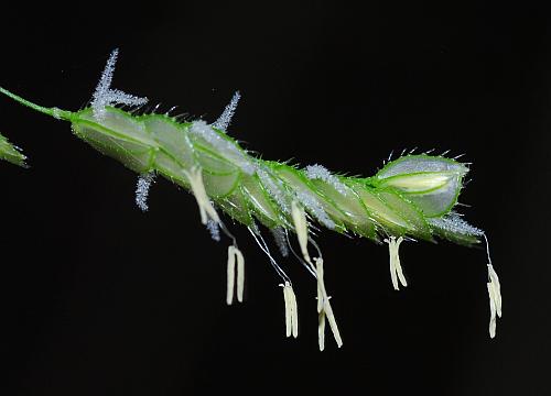 Leersia_lenticularis_spike.jpg