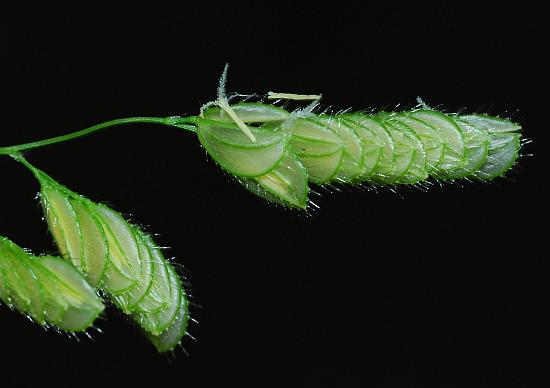 Leersia_lenticularis_spikelets.jpg