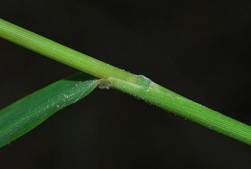 Leersia_lenticularis_stem.jpg