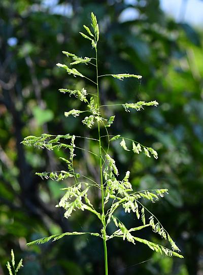 Leersia_oryzoides_inflorescence.jpg