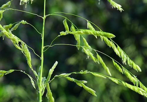 Leersia_oryzoides_inflorescence2.jpg