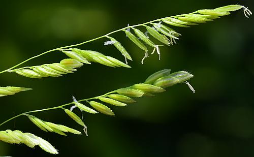 Leersia_oryzoides_inflorescence3.jpg