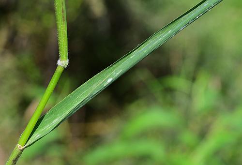 Leersia_oryzoides_leaf1.jpg