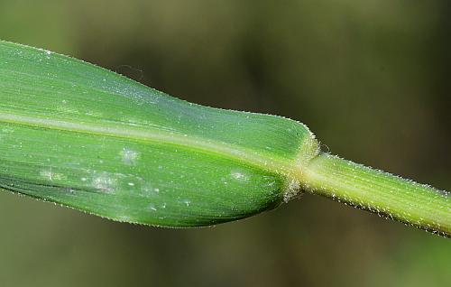 Leersia_oryzoides_leaf2.jpg