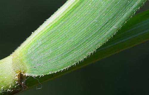 Leersia_oryzoides_leaf2a.jpg