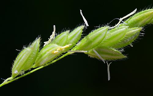 Leersia_oryzoides_spikelets1.jpg