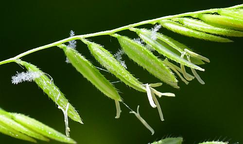 Leersia_oryzoides_spikelets2.jpg