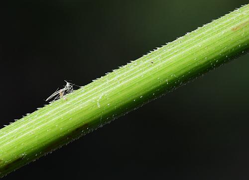 Leersia_oryzoides_stem.jpg