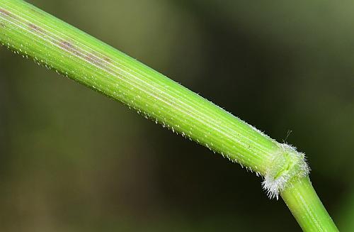 Leersia_oryzoides_stem2.jpg