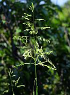 Leersia oryzoides thumbnail