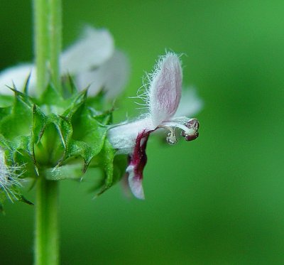 Leonurus_cardiaca_flower2.jpg