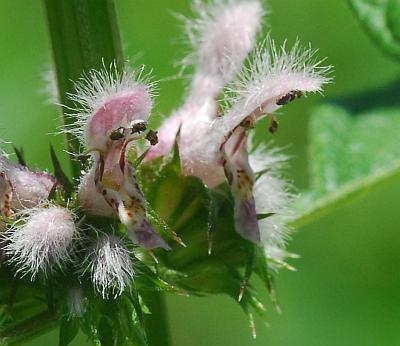 Leonurus_cardiaca_flowers.jpg