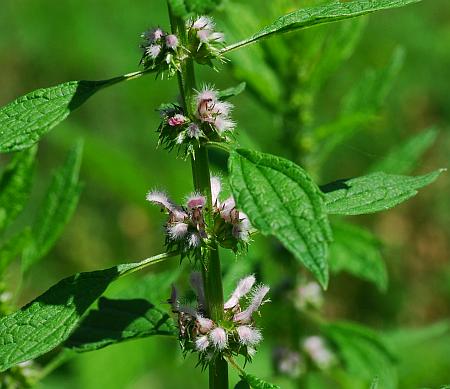 Leonurus_cardiaca_inflorescence1.jpg