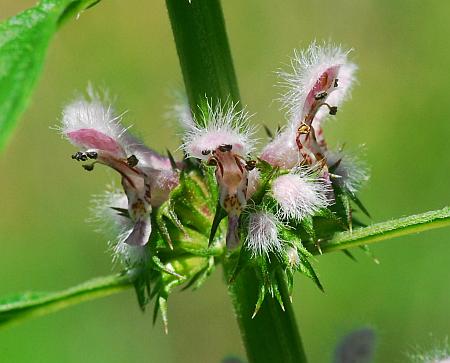 Leonurus_cardiaca_inflorescence2.jpg