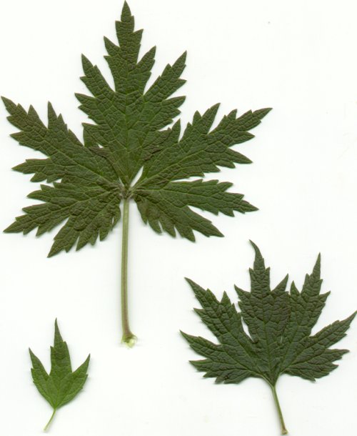 Leonurus_cardiaca_leaves.jpg