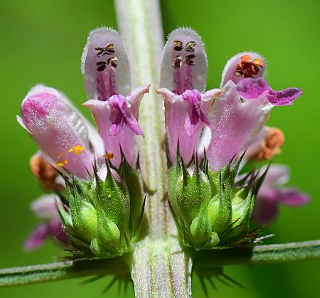 Leonurus_japonicus_calyces.jpg