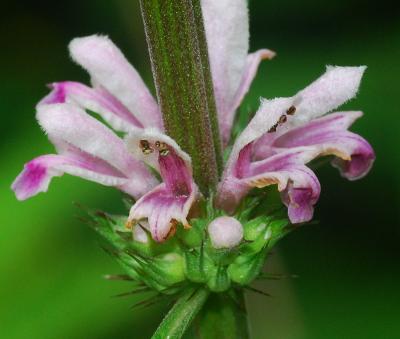 Leonurus_japonicus_flowers.jpg